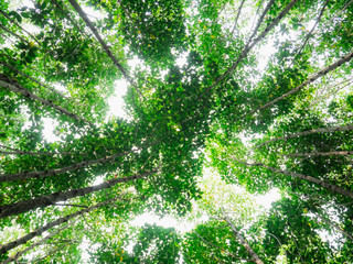 Look up at the mangrove forest.