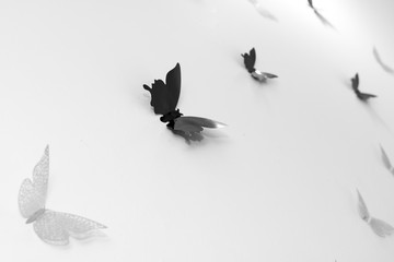 grayscale photograph of butterflies on white background