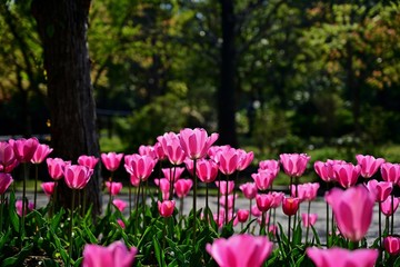 Fototapeta premium 木漏れ日浴びて輝くピンクのチューリップ