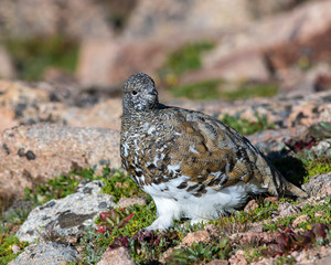 White Tailed Ptarmigan on Mount Evans