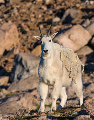 Mountain Goat on Mount Evans