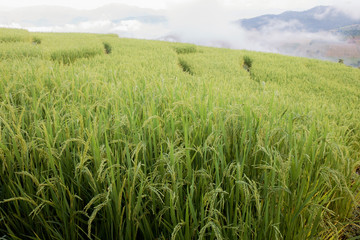 Ears of rice in field on hill.