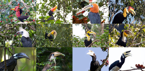 Headshot of 13 Hornbill in Thailand : Helmeted, Rufous-necked, Rhinoceros, Wrinkled, Plain-pauched, Wreathed, Great, White-crowned, Black, Bushy-crested, Tickell's brown, Austen's brown, Oriental pied © Thipwan