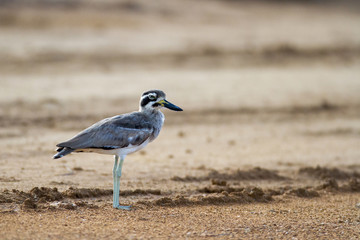 Closed up adult Great stone-curlew or great thick-knee (Esacus recurvirostris), angle view, side shot, in the morning foraging on the coastline in Laem Phak Bia, lower centre of Thailand.