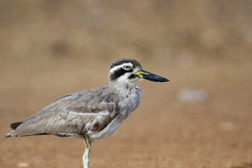 Closed up adult Great stone-curlew or great thick-knee (Esacus recurvirostris), angle view, side shot, in the morning foraging on the coastline in Laem Phak Bia, lower centre of Thailand.