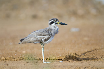 Closed up adult Great stone-curlew or great thick-knee (Esacus recurvirostris), angle view, side shot, in the morning foraging on the coastline in Laem Phak Bia, lower centre of Thailand.
