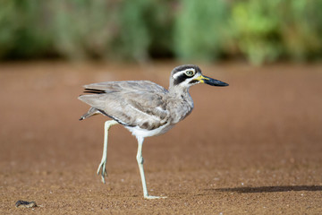 Closed up adult Great stone-curlew or great thick-knee (Esacus recurvirostris), angle view, side shot, in the morning standing on a leg on the coastline in Laem Phak Bia, lower centre of Thailand.