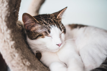 Cat sleeping in cat tree