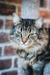 Portrait of cat on cat tree