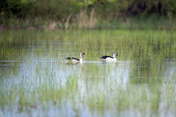 A flock of Knob-billed duck (Sarkidiornis melanotos) or African comb duck, angle view, front shot, in the morning foraging on the marsh under the sunlight at the large swamp in southern of Thailand.