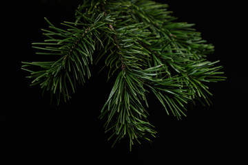 Christmas green spruce branch on black background