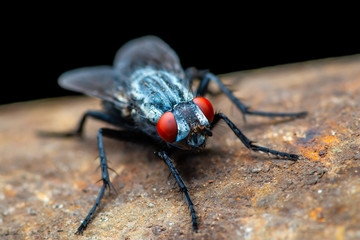 Exotic Blue Drosophila Fruit Fly Diptera Parasite Insect Macro on Dark Background