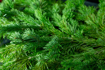 Christmas tree background. Spruce branches shot with shallow depth of field.