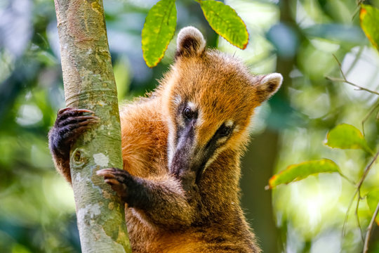 Cute coati climbing a tree, against natural background, Iguazu, Misiones, Argentina