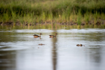 A small flock of Lesser whistling duck (Dendrocygna javanica), also known as Indian whistling duck,...