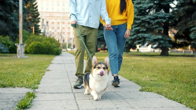 Tilt-up of happy young people man and woman walking welsh corgi dog in urban park kissing enjoying day outdoors. Youth, animals and lifestyle concept.