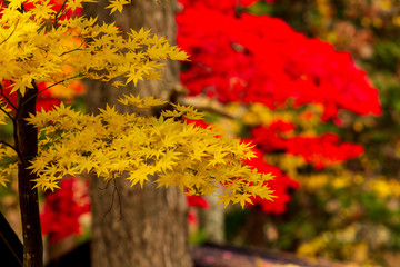 秋田県角館　武家屋敷の紅葉　秋　風景