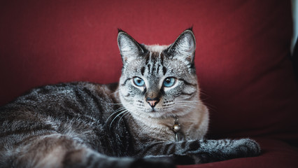 Portrait of cute siamese cat on red chair