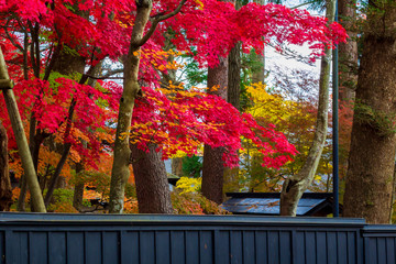 秋田県角館　武家屋敷の紅葉　秋　風景