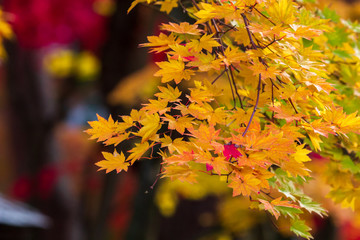 秋田県角館　武家屋敷の紅葉　秋　風景