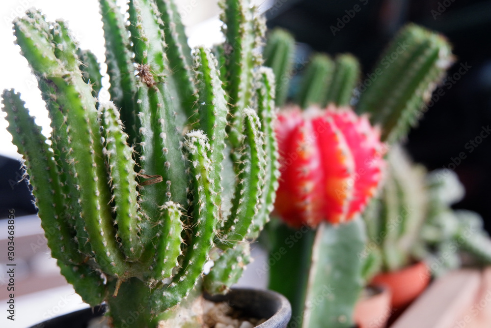 Wall mural Beautiful close up background of many cactus in wooden block on the table, green cactus background with environment in perspective view, many cactus placing in the wooden showcase for decoration