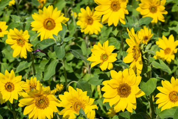 sunflowers farm with yellow flowers