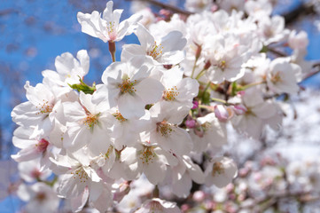 桜の背景