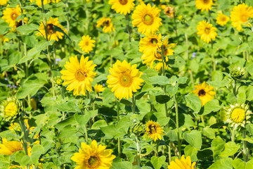 sunflowers farm with yellow flowers