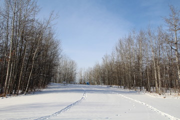 Obraz premium Winters Forest, Elk Island National Park, Alberta