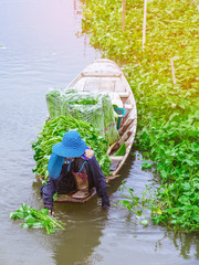 Female farmer paddle in the river to collect morning glory for sale at the market. Morning glory is a tropical food that contains vitamins and nutrients for the body.
