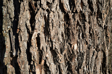The bark of an old tree lit by the sun closeup. Abstract natural background