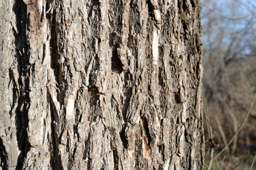 The bark of an old tree lit by the sun closeup. Abstract natural background
