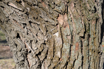The bark of an old tree lit by the sun closeup. Abstract natural background