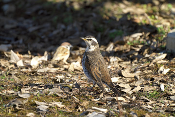 Obraz premium ツグミ