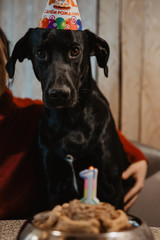Holiday birthday dog ​​at home. Kurzhaar happy birthday