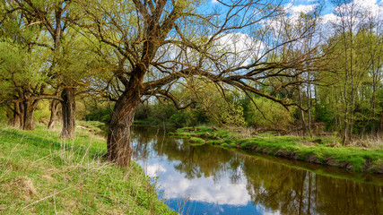 Fototapeta na wymiar Spring Landscape with river