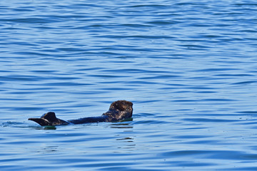 Sea Otter