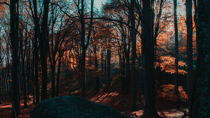 Autumn colors in the forest