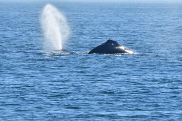 Humpback and huge blow of water
