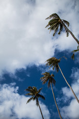 Palm trees with partly clouded blue sky 
