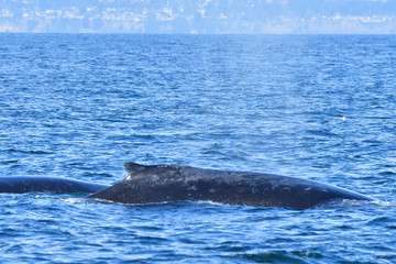 Obraz premium A Pair of Humpback Whale