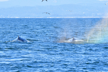 Fototapeta premium Humpback Whale and Rainbow