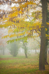Eerie scenery with mist and fog in the autumn, in the forest