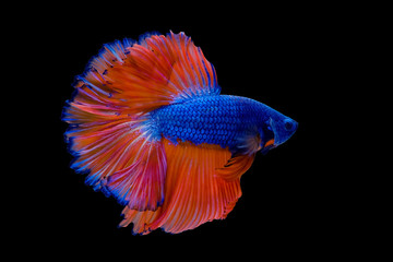 Obraz premium Blue with orange tail Betta Siamese fighting fish, betta splendens (Halfmoon betta, Pla-kad (biting fish) isolated on black background. File contains a clipping path.