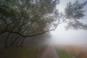 Autumn scenery in the forest, with mist and eerie light