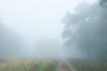 Eerie scenery with mist and fog in the autumn, in the forest