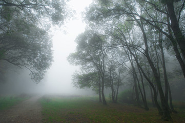 Eerie scenery with mist and fog in the autumn, in the forest