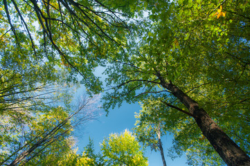 Multicolored autumn foliage in the forest, on a sunny day