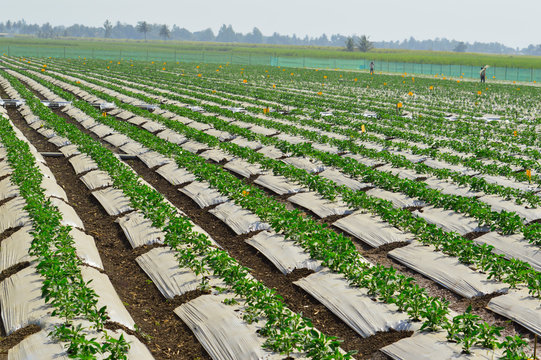 "Modern Farming Methods" Images – Browse 110 Stock Photos, Vectors, and ...