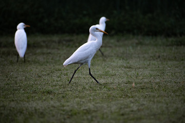 heron in flight